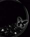 pic for Black Butterfly